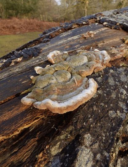 Developing fruit bodies on beech with visible zoned colourations in the New Forest, UK.